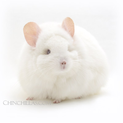 Royal Persian Angora chinchilla